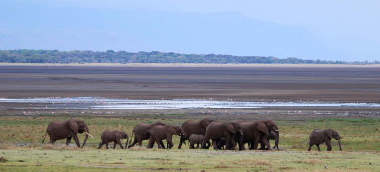 Elephants-Lake Manyara