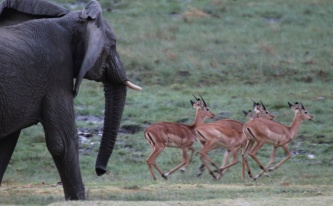 Elephants and impalas-Lake Manyara