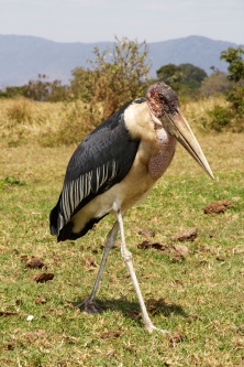 Marabu stork-Ngorongoro