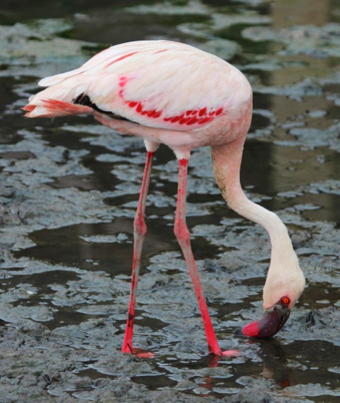 Lesser flamingo-Lake Manyara