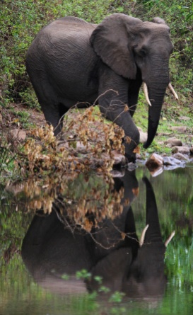 Elephant-Lake Manyara