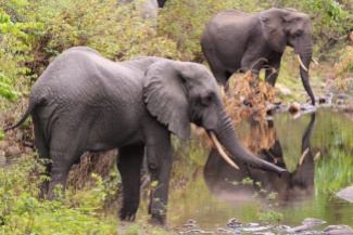 Elephants-Lake Manyara