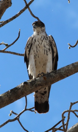African hawk eagle-Tarangire