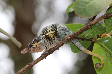Chameleon-Arusha