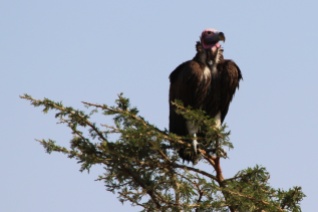 Lappet-faced Vulture-Serengeti