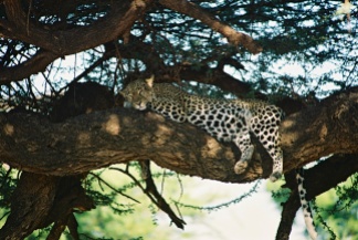 Leopard-Samburu National Park, Kenya