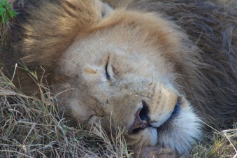 Lion-Ngorongoro