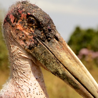 Marabu Stork-Ngorongoro