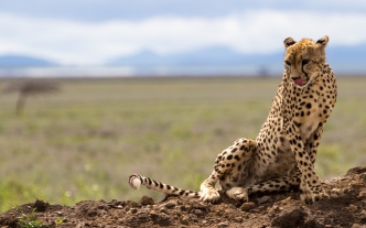 Cheetah-Serengeti