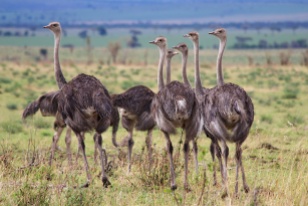 Ostriches-Serengeti