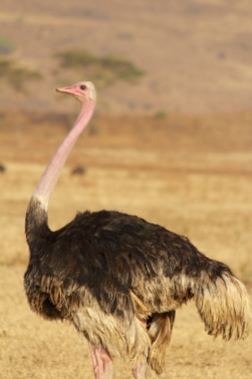 Ostrich-Ngorongoro