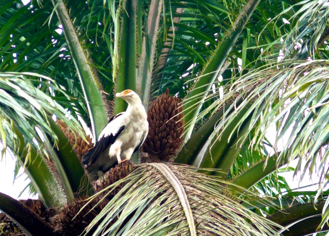 Palm-nut vulture-Gisenyi, Rwanda
