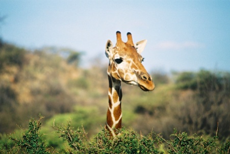 Reticulated Giraffe-Samburu National Park, Kenya