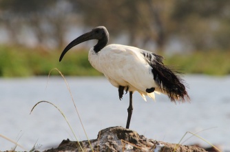 Sacred Ibis-Ngorongoro