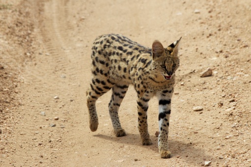 Serval Cat-Serengeti