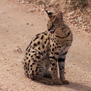 Serval Cat-Serengeti