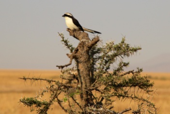Shrike-Serengeti
