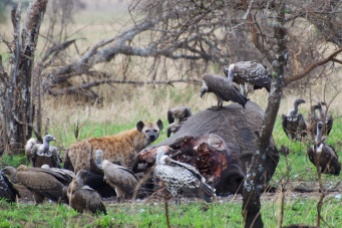 Spotted Hyaena, vultures on an Elephant kill, Serengeti