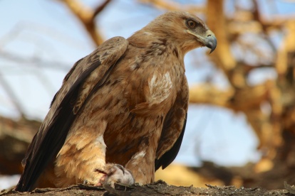 Tawny Eagle-Serengeti