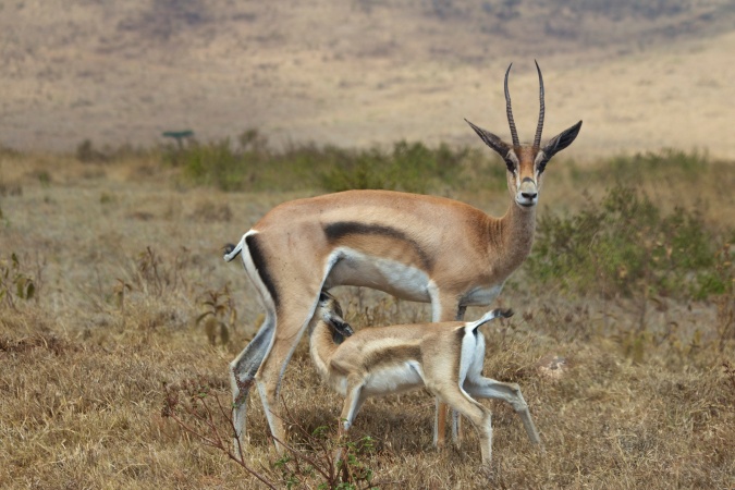 Thomson's Gazelle-Ngorongoro
