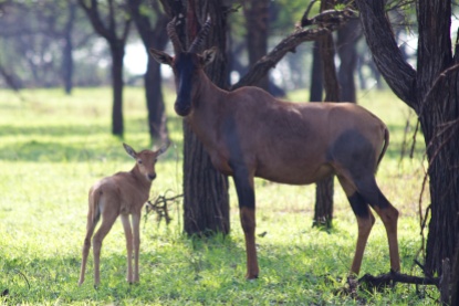 Topi with calf-Serengeti