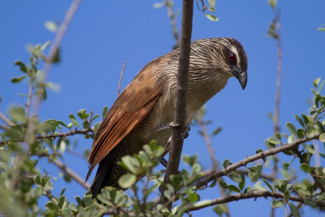 White-browed coucal-455