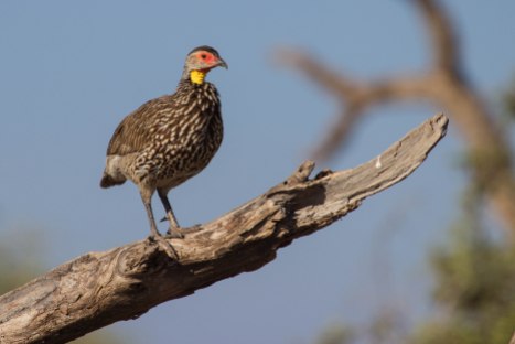 Yellow neck spurfowl-Amboseli