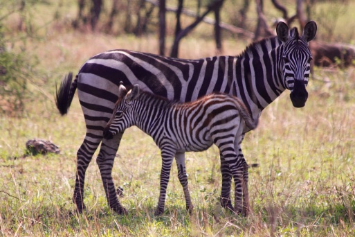 Zebra with foal-Serengeti