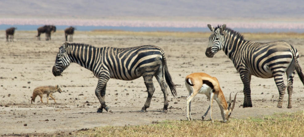 Zebra, Thompson Gazelle, Golden Jackal and Flamingos-Ngorongoro