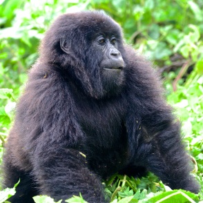 Gorilla-Virunga Mountains, Rwanda
