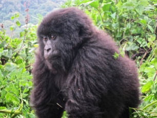 Gorilla-Virunga Mountains, Rwanda
