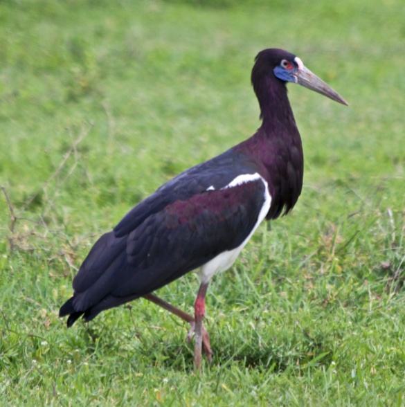 Abdim's Stork-Ngorongoro