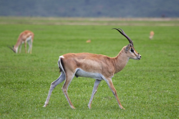 Grant's gazelle-Ngorongoro
