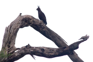 Long-crested Eagle, Ring-necked Doves-Lake Manyara