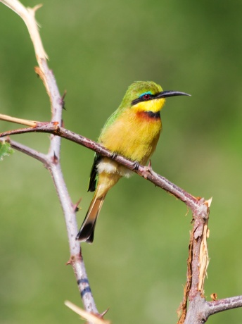Little Bee-eater-Lake Manyara