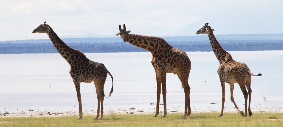 Giraffes-Lake Manyara