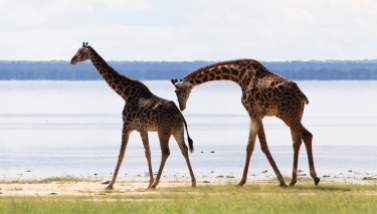 Giraffes-Lake Manyara