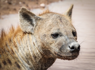 Hyaena-Amboseli